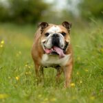 The Death of My Dog Taught Me 2 Important Lessons About Our Secular Age