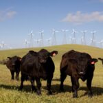 Misinformation on Hamburgers a Joke Compared With Media's Misinformation on Climate