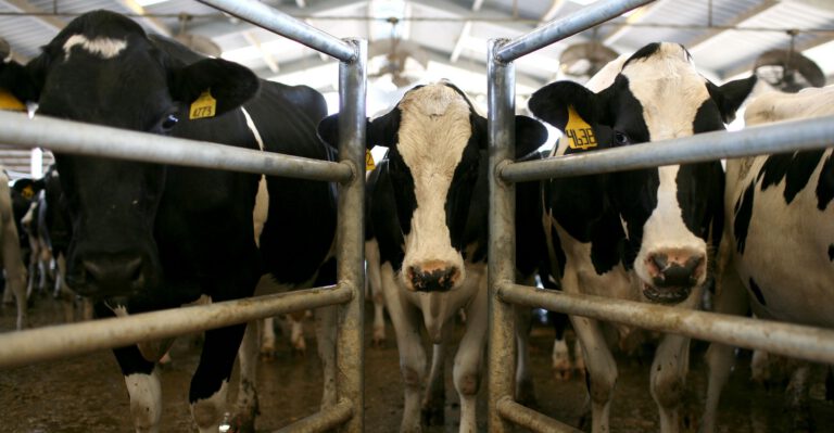 When Farm Investigators Are Cowed and Gagged