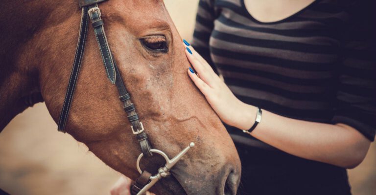 How Tennessee Criminalized Compassion for Animals