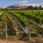 What Happened When New Zealand Got Rid of Government Subsidies for Farmers