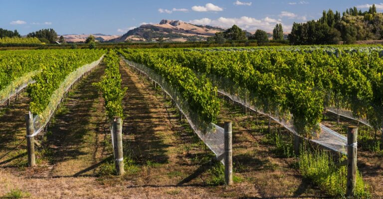 What Happened When New Zealand Got Rid of Government Subsidies for Farmers
