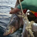Biden Administration's 82% Cut to Allowable Catch Imperils New England Fishermen, Trade Group Warns