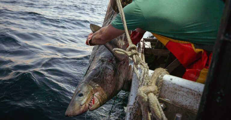 Biden Administration’s 82% Cut to Allowable Catch Imperils New England Fishermen, Trade Group Warns