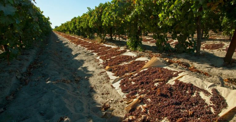 The Fruit Police: Feds Should Stop Limiting Fruit and Veggie Sales