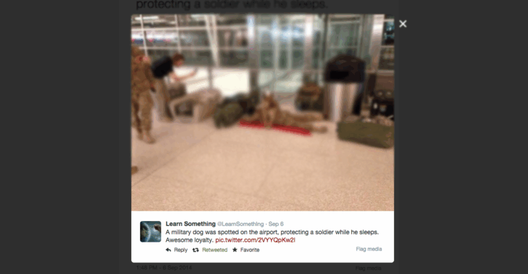 One Photo Confirms Why Military Dogs Are the Best Dogs Ever