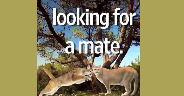 L.A. Wants to Spend $10 Million to Help Cougars Mate