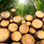 Tariffs on Canadian Lumber Are Hurting American Homebuyers