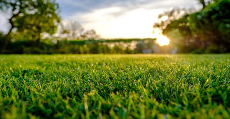 She’s Allergic to Grass Pollen, and the Local Government Is Forcing Her to Grow Turf Grass