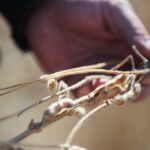 Expect US Agriculture Exports to China to Increase in Coming Months