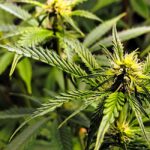 Arizona Voters Approve Proposition 207 to Legalize Recreational Marijuana Products