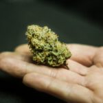 I Lost My Child Due to a Driver High on Marijuana. Now, This Bill Would Reward Big Pot.