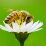 Leftist Judges Declare Bees Are Fish to Get Them Endangered Status