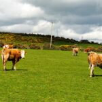 Another Irish Exodus