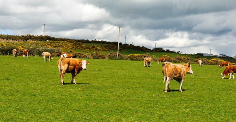 Another Irish Exodus