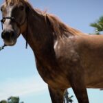 Why ‘There Will Always Be a Place’ for Horses in the US Border Patrol