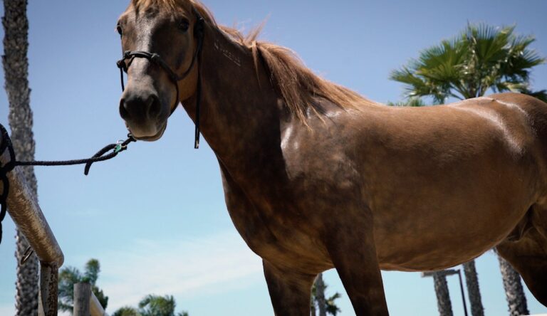 Why ‘There Will Always Be a Place’ for Horses in the US Border Patrol