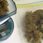 Professor Teaches His Students to Capitalize on New Business Opportunity: Marijuana