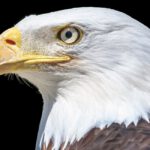 This Bill Would Ease ‘Recovered’ Species Off the Endangered List