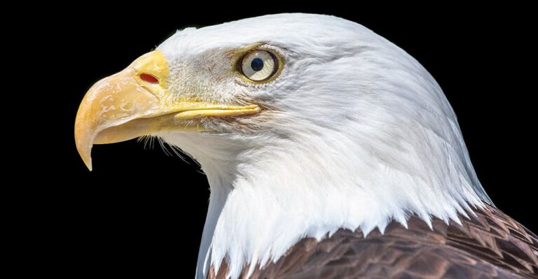 This Bill Would Ease ‘Recovered’ Species Off the Endangered List