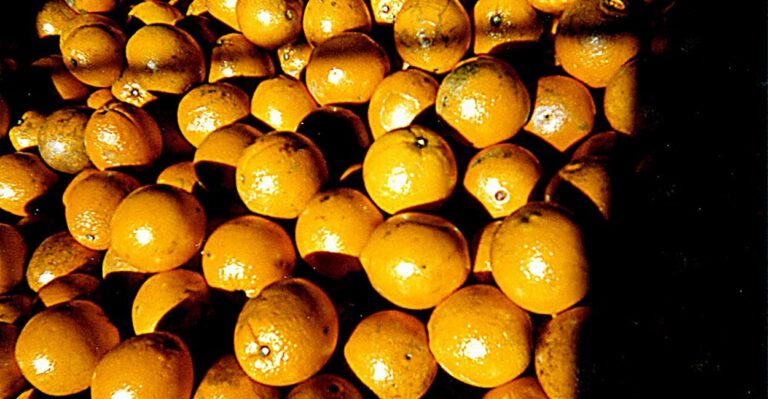 Genetic Engineering Could Provide the Solution to Florida’s Citrus Problem