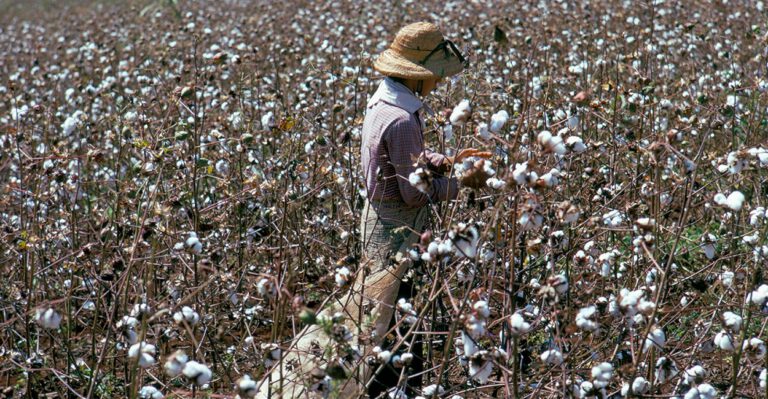 Why Are We Paying $300 Million to Help the Brazilian Cotton Industry?
