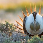 When Congress Doesn’t OK Government Rules, Both Ranchers and Conservationists Suffer