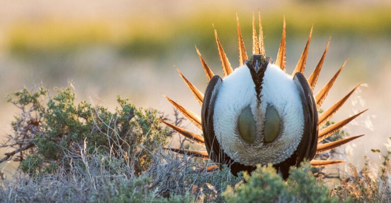 When Congress Doesn’t OK Government Rules, Both Ranchers and Conservationists Suffer